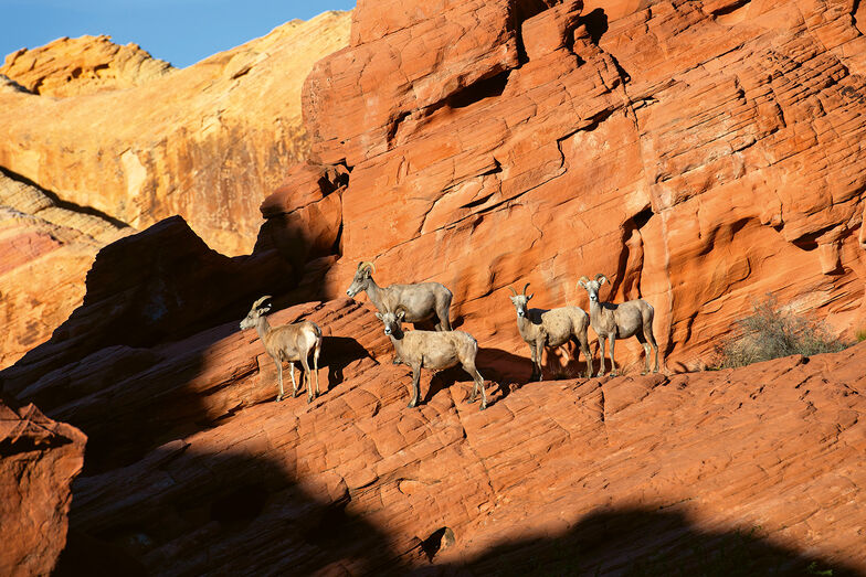 Des mouflons du désert grimpent le long d’une paroi rocheuse.
